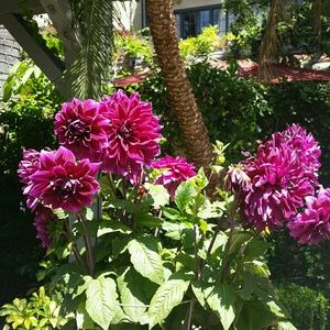 Meet your Posher, Lucille